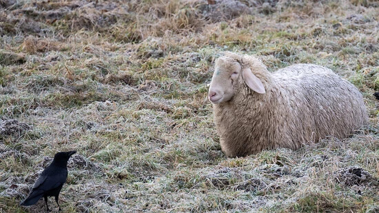 In Bennau SZ wurden zwei Schafe gestohlen und wenig abseits der Weide geschlachtet. (Symbolbild)