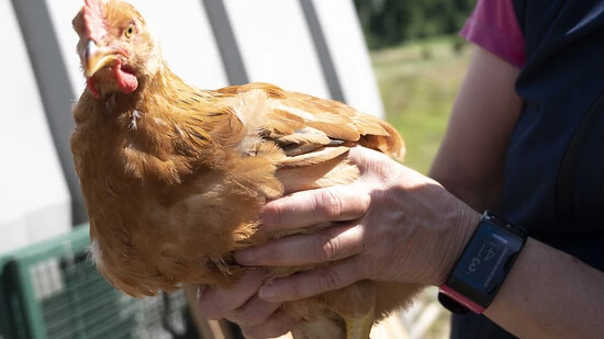 Ein Permakultur-Bauer aus der Region Winterthur ignorierte die Vogelgrippe-Schutzmassnahmen. Dafür hat ihn das Bezirksgericht Winterthur nun verurteilt. (Symbolbild)