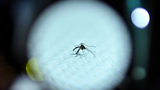 Stechmücken übertragen das Dengue-Virus vor allem in den Tropen und Subtropen. (Archivbild)