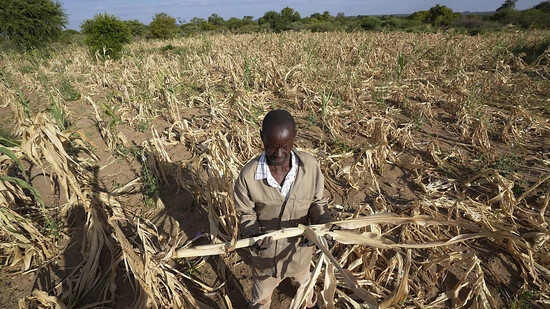 ARCHIV - James Tshuma, ein Bauer im Bezirk Mangwe im Südwesten Simbabwes, steht inmitten seines ausgetrockneten Feldes während einer Dürre in Simbabwe. Foto: Tsvangirayi Mukwazhi/AP/dpa