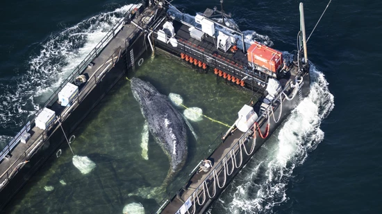 ARCHIV - Der Wal liegt am Mittwochmorgen in einem gefluteten Lastschiff kurz vor der dänischen Grenze. Foto: Philip Dulian/dpa - ACHTUNG: Dieses Foto hat dpa bereits im Bildfunk gesendet