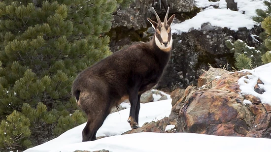 Die Abschusszahl bei den Gämsen in Glarus hat sich gegenüber dem Vorjahr kaum verändert.