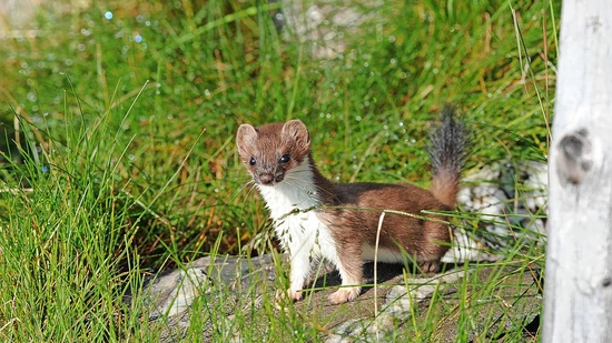 Ein Glücksfund: Hermeline sind zwar Jäger, aber auch Gejagte. Sie sind darum immer auf Deckung bedacht. Ein Hermelin so zu sehen, ist deshalb nicht ganz einfach. 