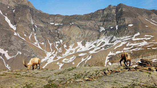 Steinböcke vor der Muttseehütte: Die Steinwild-Kolonie Limmern hat sich, nach den Verlusten vor drei Jahren, wieder annähernd erholt.