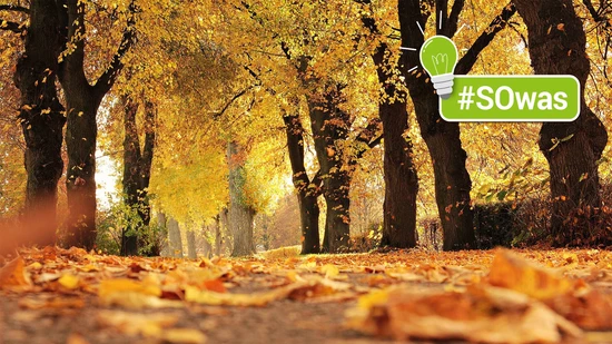 Der Herbst ist da: Nun beginnt wieder die Zeit, in der sich die Bäume rötlich verfärben bis sie schliesslich ihre Blätter ganz fallen lassen.