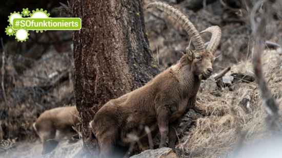 Stolz: Hier scheint der König der Berge erhaben über sein Reich zu blicken. Doch was tun, wenn es ihm sichtlich nicht gut geht?