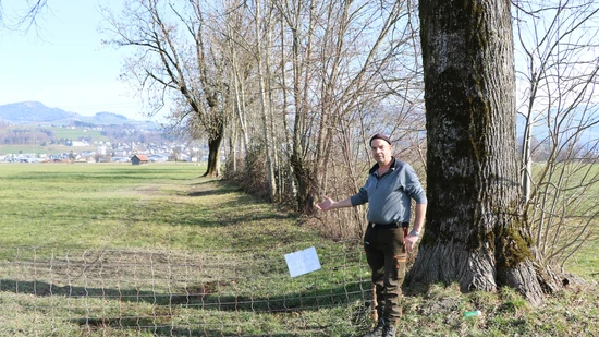 Schafhalter Anton Kühne zeigt, wo der Hund zwei der Schafe angegriffen hat.