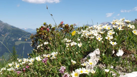 Tier- und Pflanzenwelt entdecken: Am Geotag vermitteln Artenkennerinnen und Artenkenner den Besucherinnen und Besuchern ihr Wissen zum Thema Biodiversität.