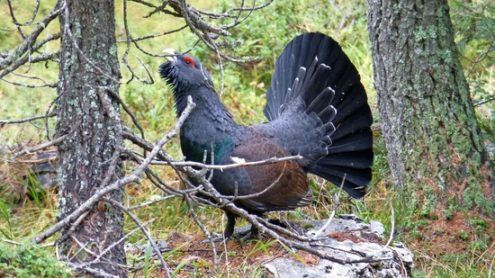 Fächerförmige Schwanzfedern: Ein Auerhahn in der Val Müstair wirbt während der Balz um ein Weibchen. 