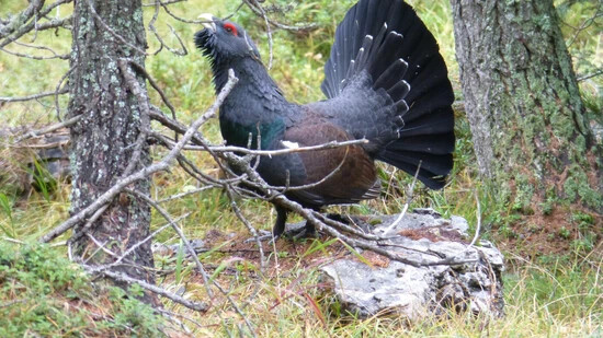 Gefährdete Vogelart: Im Grüscher Gebiet Ludera soll ein Sonderwaldreservat für die Sicherung und Förderung der Lebensräume des Auerwilds eingerichtet werden.