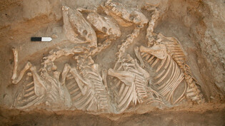 Vier in einem 4500 Jahre alten Königsgrab in Aleppo gefundenen Skelette einer unbekannten Eselart. Es wird angenommen, dass es sich dabei um die mythischen Kungas handelt. Sie waren so selten und teuer, dass sie sogar Gräber erhielten. Tiere wurden…