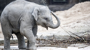 Der junge Elefantenbulle Umesh aus dem Zoo Zürich ist an einer Viruserkrankung gestorben. Auf diesem Bild war er gerade ein Jahr alt. (Archivbild)