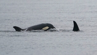 Orcas, auch Killerwale genannt, attackieren Weisse Haie in Südafrika. (Archivbild)
