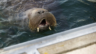 Ein rund 500 Kilogramm schweres Walross schwimmt in der Frognerkilen Bucht im Fjord von Oslo. Das Tier wird von den Norwegerinnen und Norwegern Freya genannt. Foto: Trond Reidar Teigen/NTB/dpa