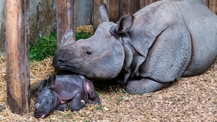 Tican kam vor wenigen Tagen im Basler Zoo zur Welt. Für Mutter Shakti ist es das erste Baby.
