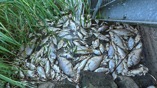 ARCHIV - Polnische Experten bestätigen These, dass giftige Algen der Grund für das massenhafte Fischsterben in der Oder war. Foto: Patrick Pleul/dpa