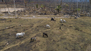 ARCHIV - Rinder grasen auf einem verbrannten und abgeholzten Feld nahe Canutama. Foto: Andre Penner/AP/dpa