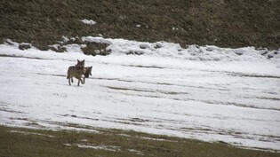 Im Tessiner Bleniotal ist ein junger Wolf geschossen worden. Im Bild ein Wolf mit Überresten von gerissenem Wild in der Leventina (Archivbild).
