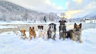 Idyllisch: Eine ganze Hundeschar posiert fürs Foto.