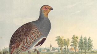 Das Rebhuhn – heute landesweit ausgestorben – war 1922 noch häufig und wurde bejagt. Das Foto stammt aus einem Vogelführer von 1897 - 1903
