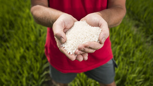 Reis wird in der Schweiz teurer. Grund dafür sind teurere Importe. Der Reisanbau in der Schweiz ist derweil noch sehr klein.(Symbolbild)
