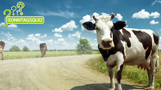 Auf die Kuh gekommen: Ratet in unserem Kuh(len) Quiz mit.