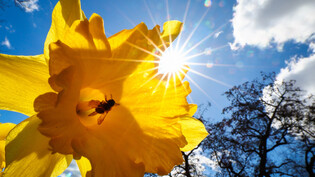 Der erste Tag mit sommerlichen Temperaturen hat wohl auch die Bienen erfreut. (Symbolbild)