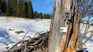 Datenschutz gewährleistet: Die Aufnahmen der Wildtierkameras an häufig begangenen Schneeschuh- und Skitourenrouten werden laut Naturpark Beverin automatisch verpixelt.
