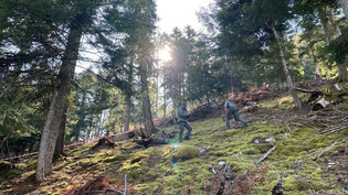 Der Ort des tödlichen Bärenangriffs: Sicherheitskräfte durchsuchen ein Waldstück oberhalb der Gemeinde Caldes im Trentino nach Spuren.  