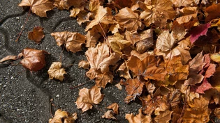 Herbst Laub 