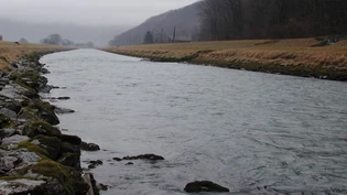 Am Linthkanal fühlen sich die Biber offenbar wohl.