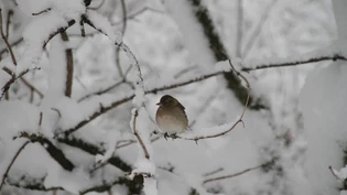 Winter im Glarnerland