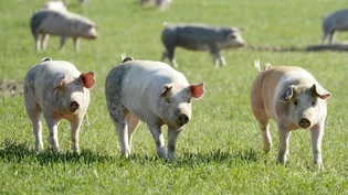 Die Schweizer Verfassung soll um einen Artikel zur Ernährungssicherheit ergänzt werden. Die Stimmbevölkerung kann sich am 24. September dazu äussern. (Symbolbild)