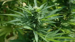 Die Hanfpflanze ist in aller Munde.
