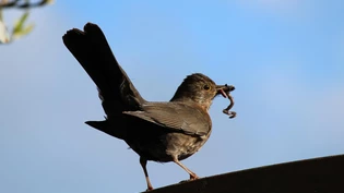 Der frühe Vogel fängt den Wurm.