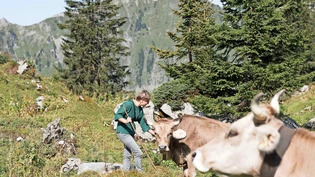 Alpleben: Im Oberseetal sömmern Hunderte Kühe. Ihre Milch soll bald unter strengeren Bedingungen verarbeitet werden.