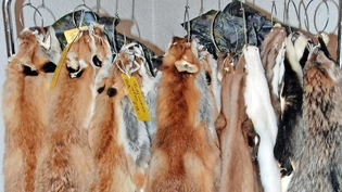 Pelzparade: Die Glarner Jäger zeigen den zahlreichen Besuchern im «Schützenhaus» ihre Trophäen der vergangenen Jagdsaison.