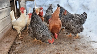 Registriert: Diese Legehennen in Matt sind für 2019 amtlich erfasst.