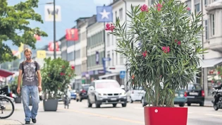 Die Rückkehr der Oleander: Auch in diesem Jahr soll «eine sommerliche Gartengestaltung» im Glarner Zentrum optisch verdeutlichen, dass die Aktion «Sommer in der Stadt» läuft.