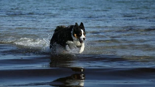 Der Wasserläufer.