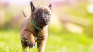 Hundewelpen sind herzig, bergen aber - wenn sie aus dem Ausland kommen - erhebliche Tollwutrisiken.