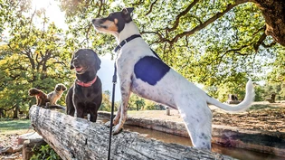 Die Hundesteuer im Blick: Mit den Taxen wird vor allem der Robidog finanziert.