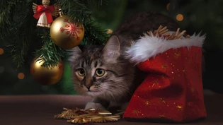 Tiere gehören nicht als Geschenk unter den Weihnachtsbaum (Symbolbild)