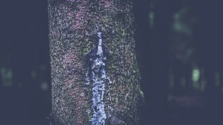 Achtung Lärm: Bis Ende Februar dürfte es auf der Aautobahn während der Nacht laut werden.