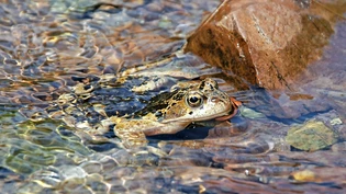 Einer von vielen: Grasfrösche bleiben nur kurz in ihren Laichgewässern. Während der kurzen aber intensiven Paarungszeit halten s