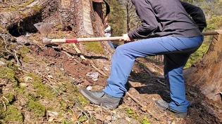 Wie man sich eine Umweltpolitikerin vorstellt: Lisa Hämmerli legt bei der Baumpflanzaktion selber Hand an.
