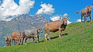 Die Bauern hoffen auf ihr bewährtes Personal - auch aus dem Ausland.