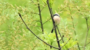 Trotz Corona-Einschränkungen: Die Zusammenarbeit der Gemeinde mit Helfern des Feldornithologie-Kurses bei der Deponieaufwertung funktioniert.Bild Roland Meier