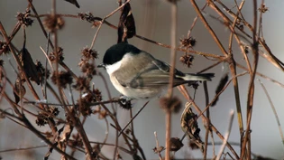 Bird Life Schweiz ruft die Bevölkerung auf, vom 6. bis 10. Mai die Gartenvögel zu zählen.