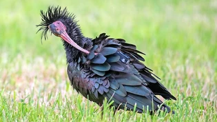Die Waldrappe Afra und Alfredo befinden sich auf der Rückreise.